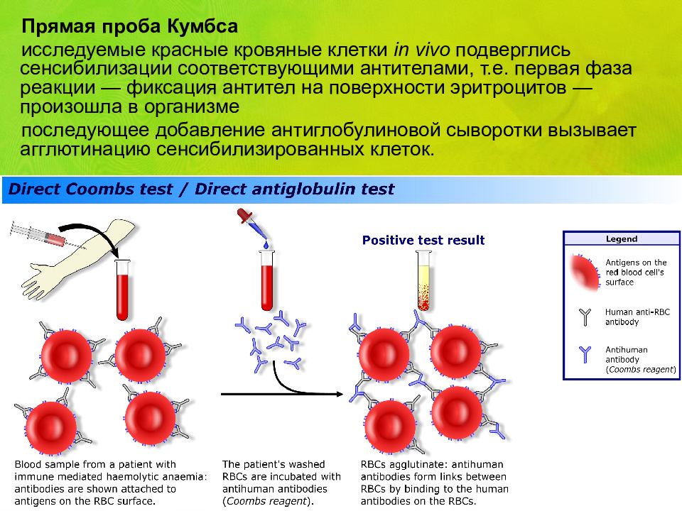 Реакция кумбса картинки