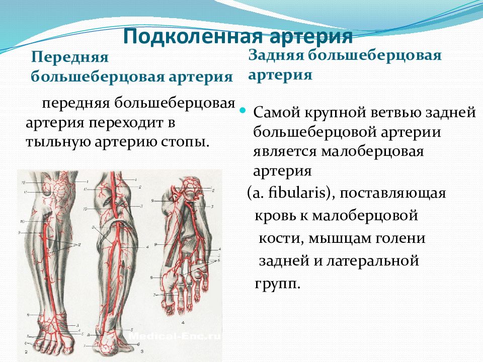 Передняя большеберцовая артерия схема