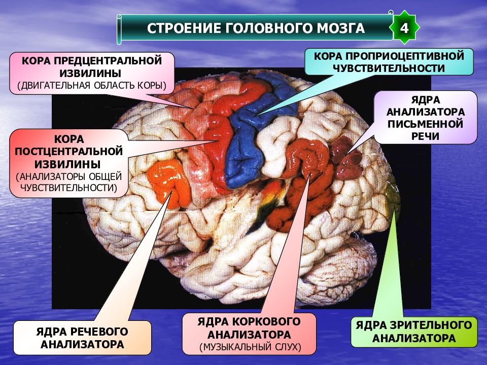 Центры чувствительности головного мозга