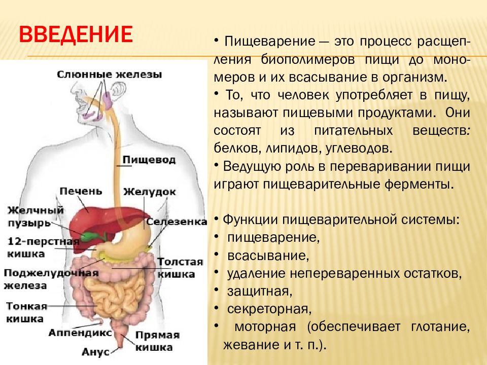 Презентация про пищеварительную систему