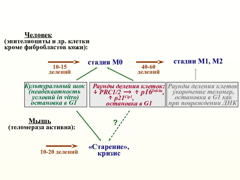 Стадии м. Зулюм этапы.