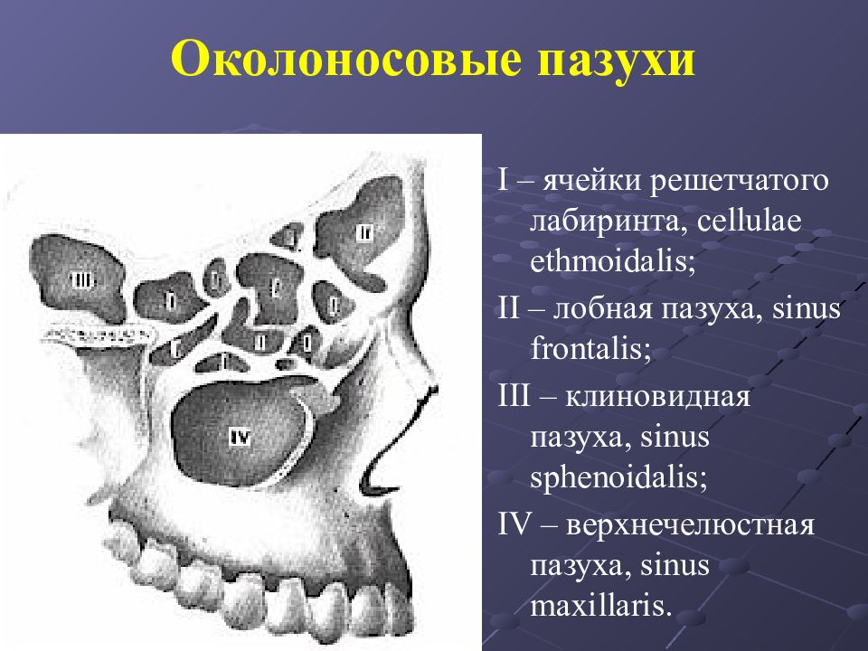 Слизистая оболочка верхнечелюстном синусе. Решетчатая кость решетчатый Лабиринт. Решетчатая пазуха носа анатомия. Околоносовые пазухи носа анатомия. Синус верхнечелюстной пазухи.