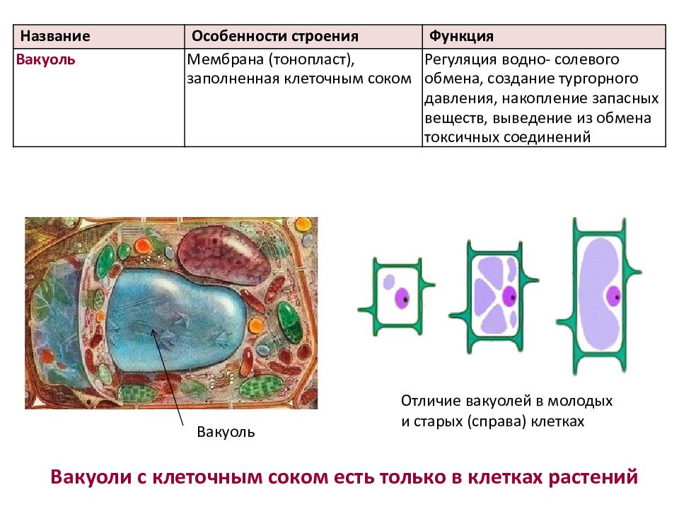 Жидкость заполняющая клетку