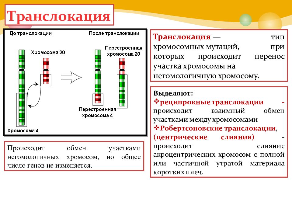 Обмен участками хромосом. Транслокация хромосом схема. Реципрокная сбалансированная транслокация. Реципрокные и робертсоновские транслокации. Транслокация участка хромосомы.