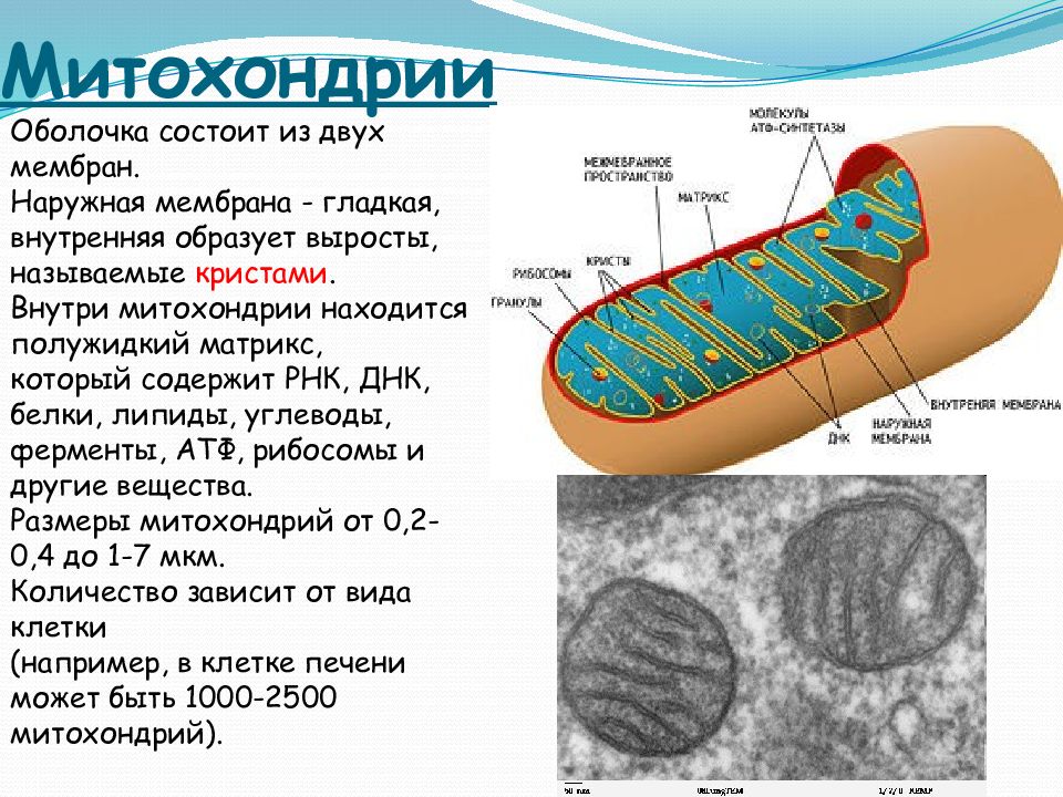 Митохондрия деген не презентация