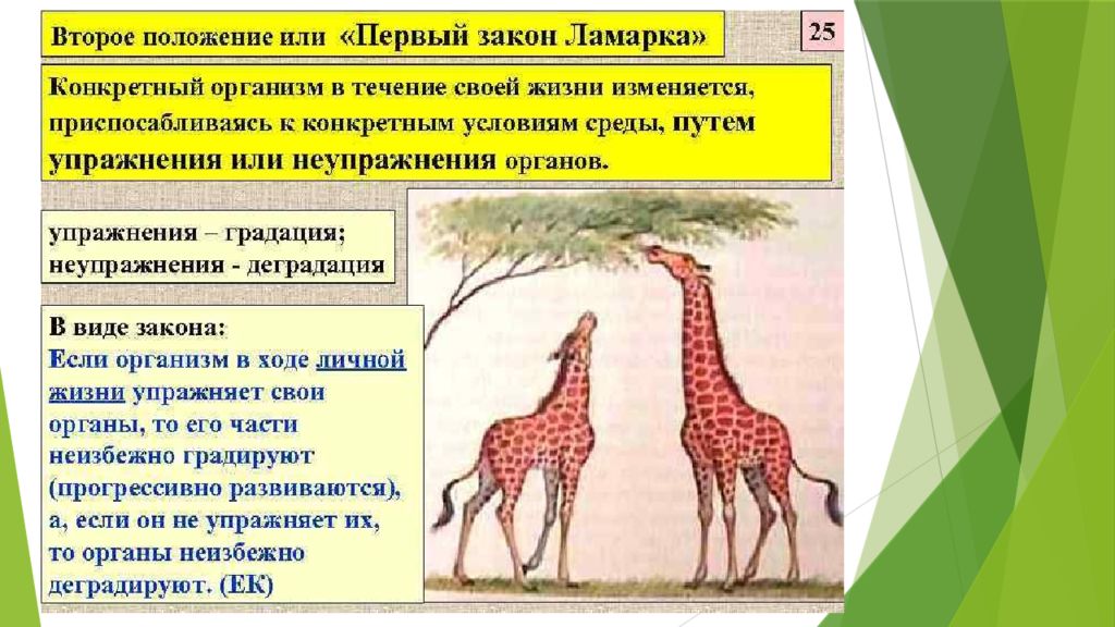 Почему теория ламарка о развитии организмов. Ж Б Ламарк учение. Эволюционная теория Ламарка Ламарк. Эволюция жирафа Ламарк. Теория эволюции Ламарка Жирафы.