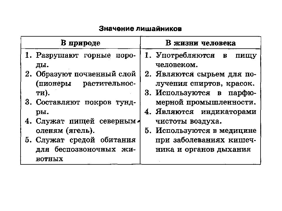Грибы