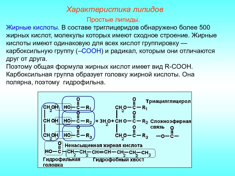 Простые липиды презентация