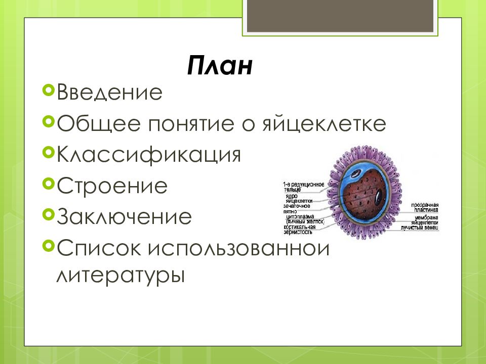 Типы яйцеклеток. Особенности строения яйцеклетки. Классификация яйцеклеток. Функции оболочек яйцеклетки. Яйцеклетка строение и функции.