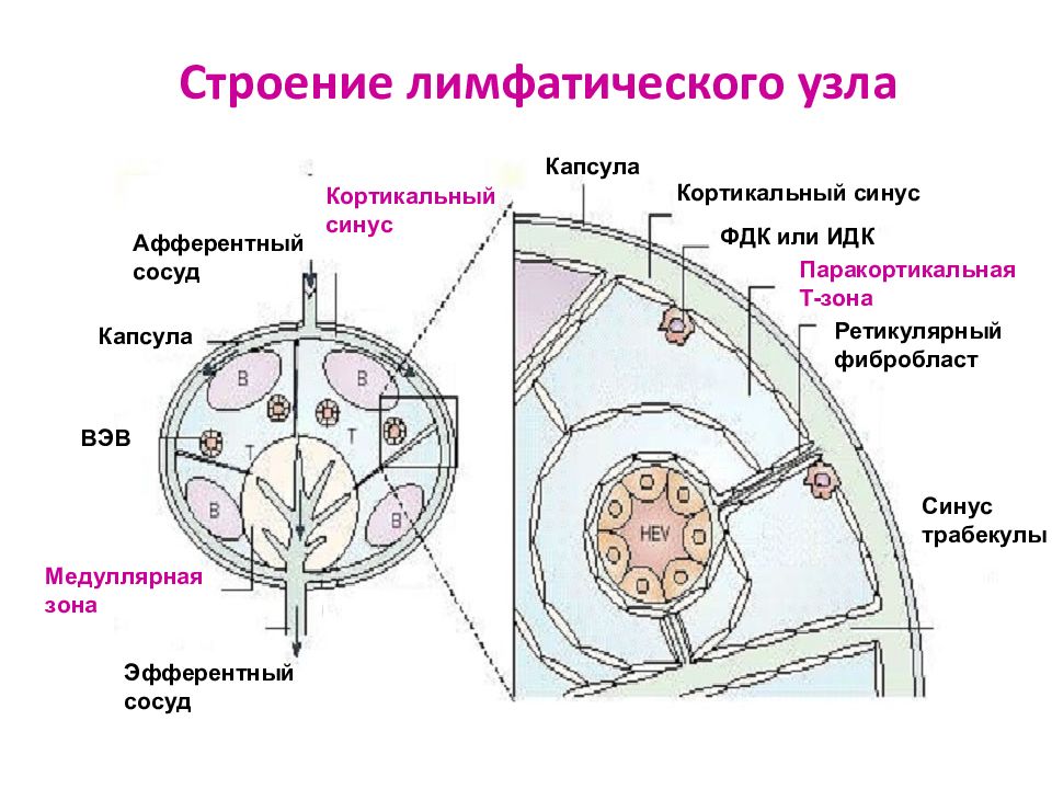 Схема строения лимфатического узла иммунология