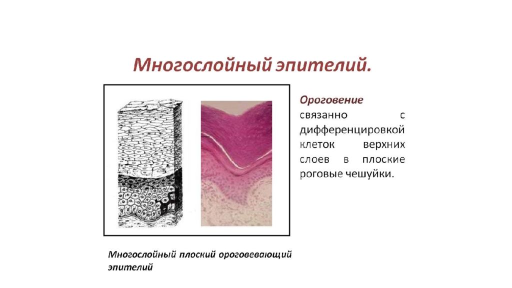 Многослойный плоский эпителий. Эпителиальная ткань многослойный ороговевающий эпителий. Многосл ороговеваюший эпмтелий. Слои многослойного плоского ороговевающего эпителия. Многослойный ороговевающий эпителий строение.