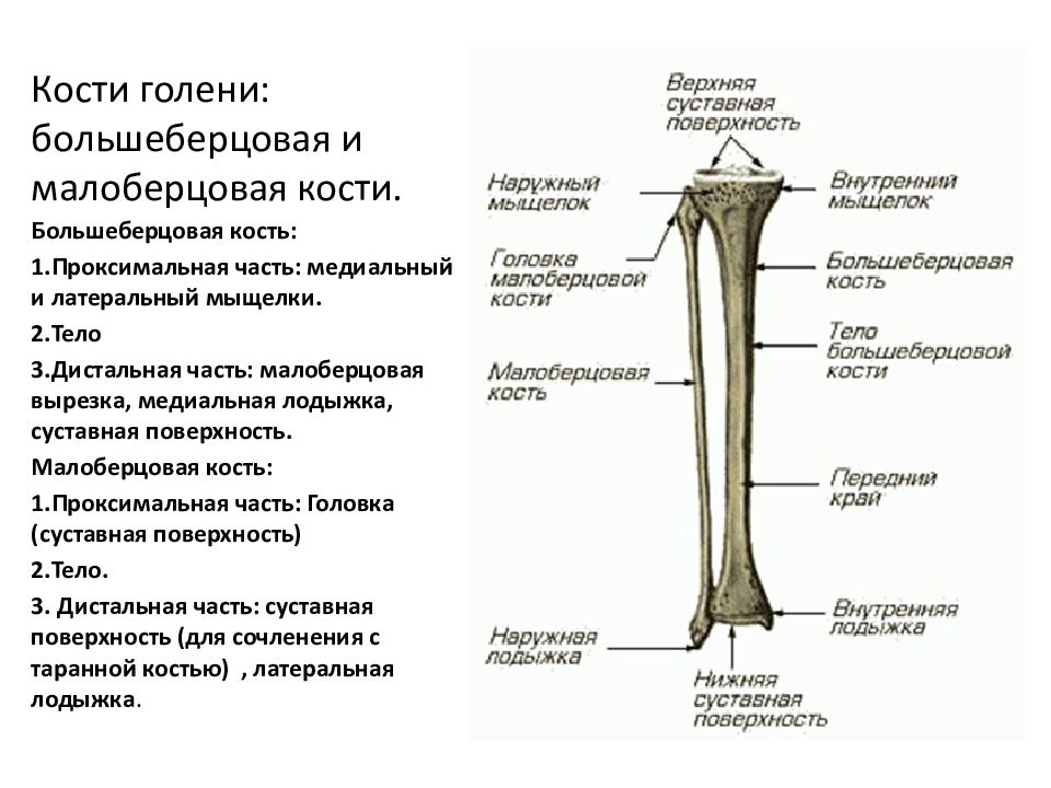 Головка кости. Кости голени малоберцовая кость. Большеберцовая и малоберцовая кости строение.