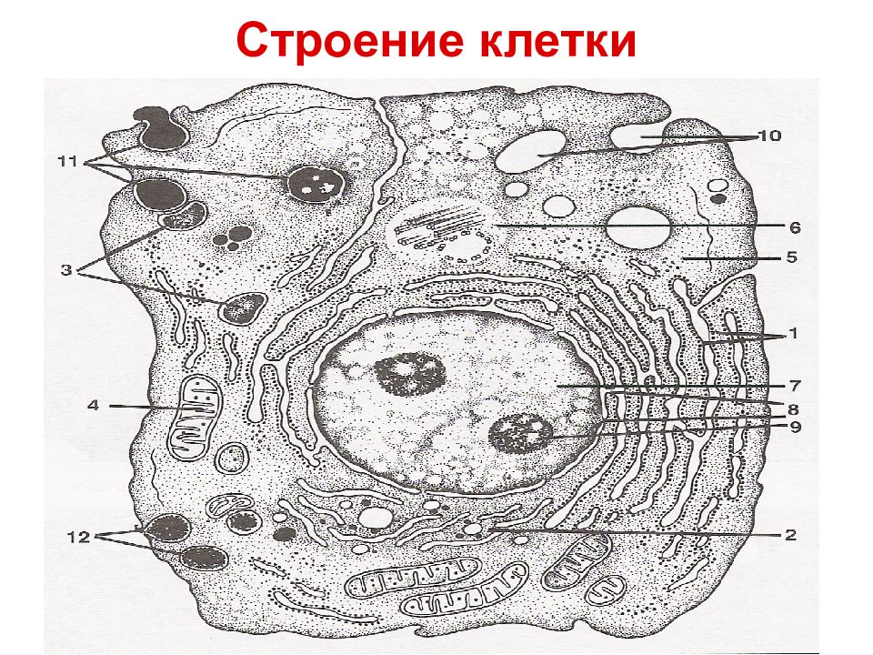 Цитология 10 класс. Цитология строение клетки. Строение клетки анатомия. Строение клеточных структур. Основы цитологии клетка строение.