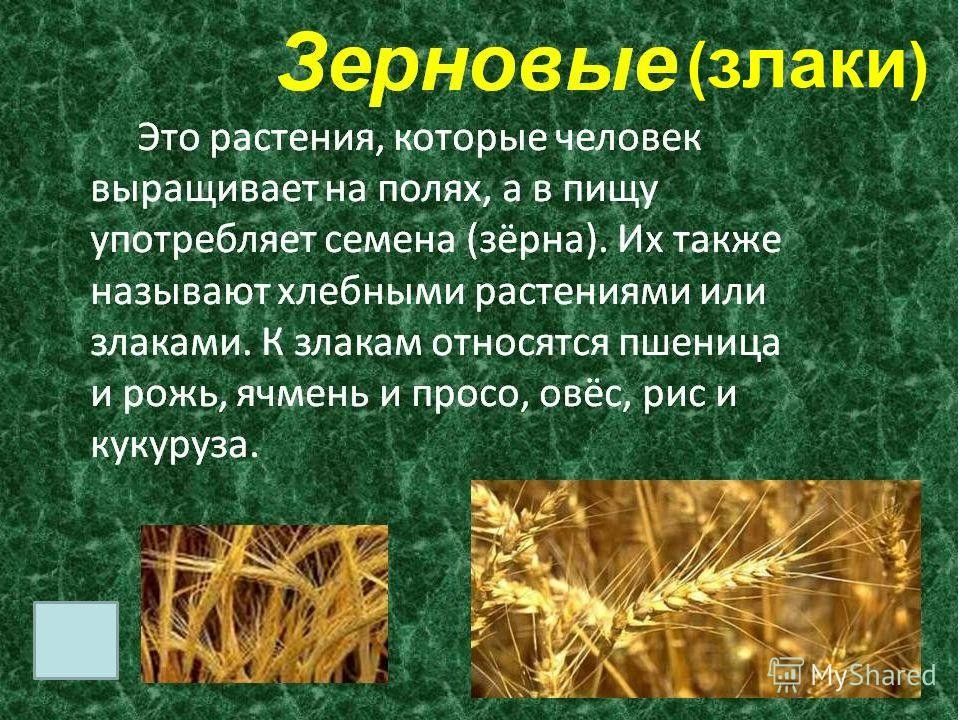 злаковые культуры