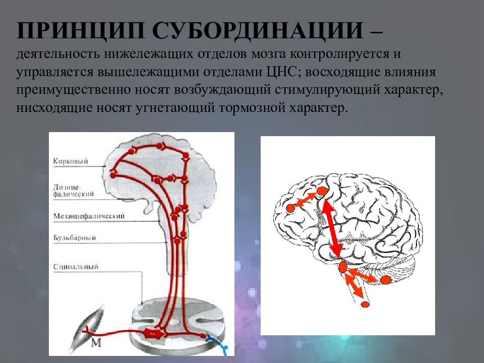Восстановить нервную систему. Общая схема центральной регуляции двигательной активности. Укрепление нервной системы. Интеграция в цнс. Принцип иерархии в цнс.