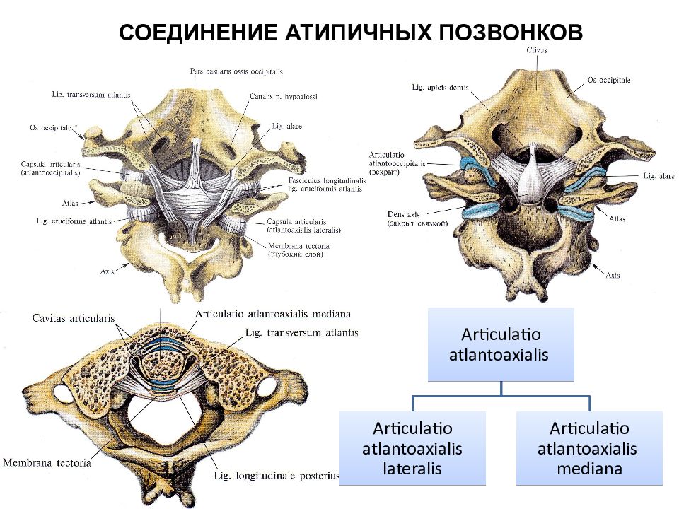 Соединения между затылочной костью