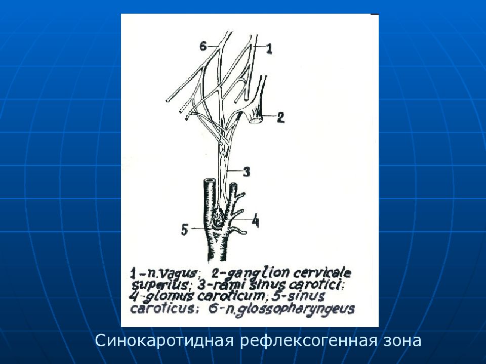 Топографическая анатомия и оперативная хирургия шеи презентация