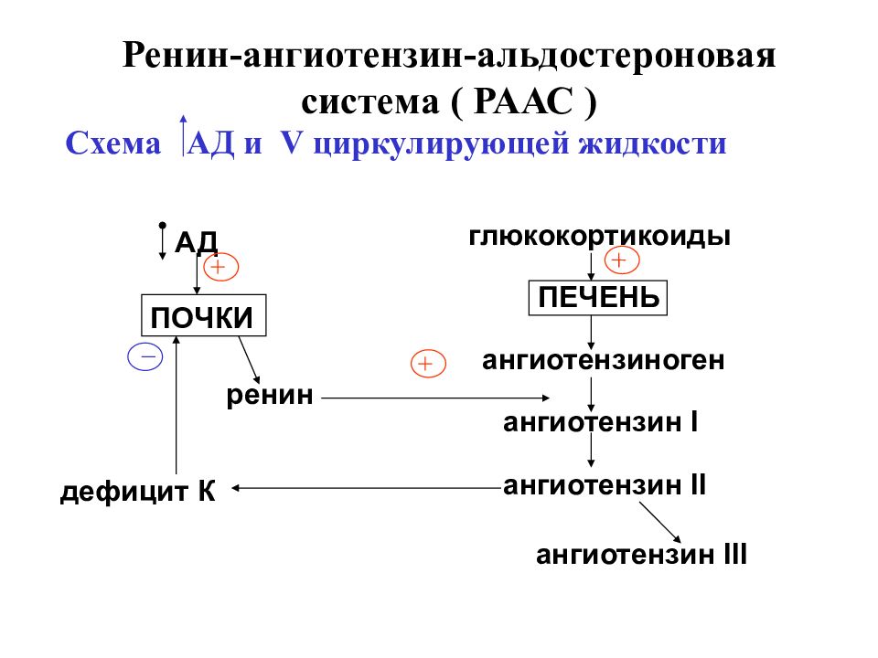 Ренин ангиотензин альдостероновая система физиология схема