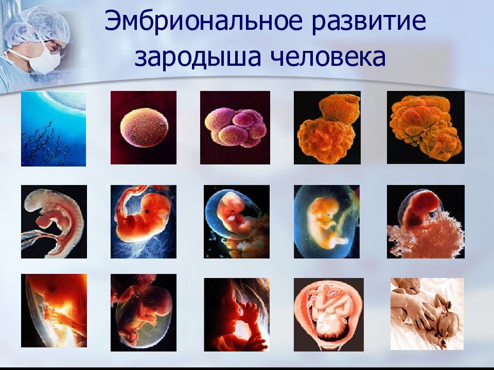 Онтогенез обучение. Эмбриональное развитие. Эмбриональное развитие организма человека. Индивидуальное развитие.