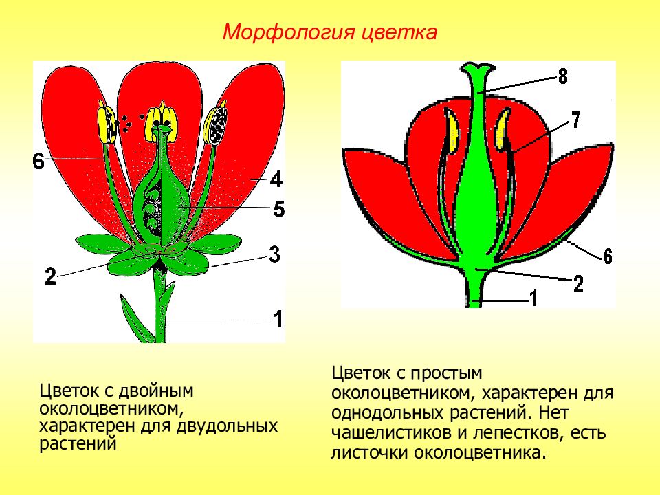 Двудольные схема цветка