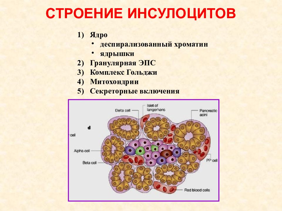 Развитие печени презентация