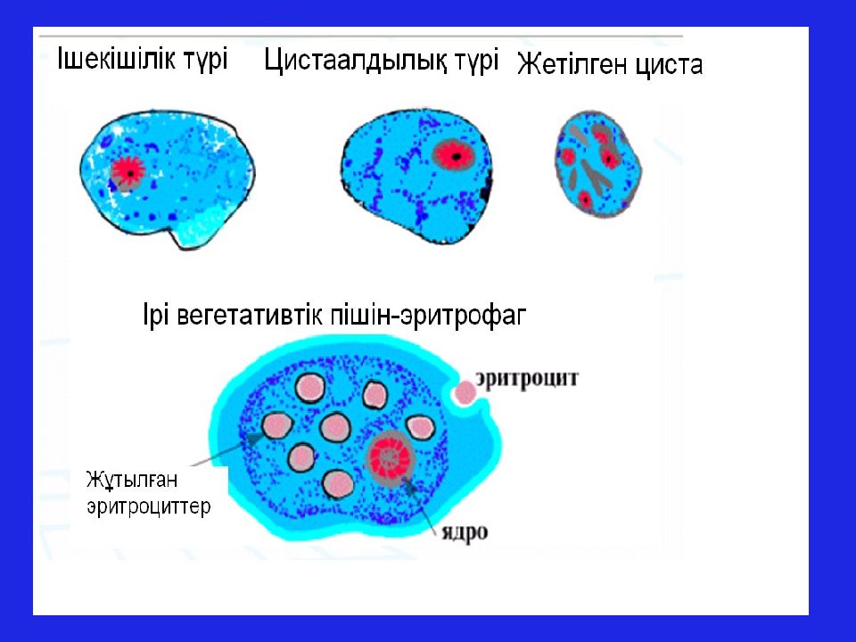 Презентация амебиаз микробиология