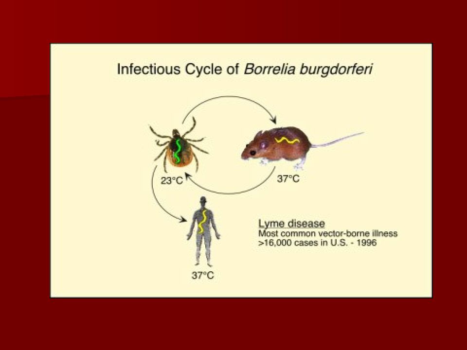 Borrelia burgdorferi igg. Borrelia burgdorferi цикл. Клещевой возвратный тиф. Цикл развития боррелий. Переносчики взаимодействий.