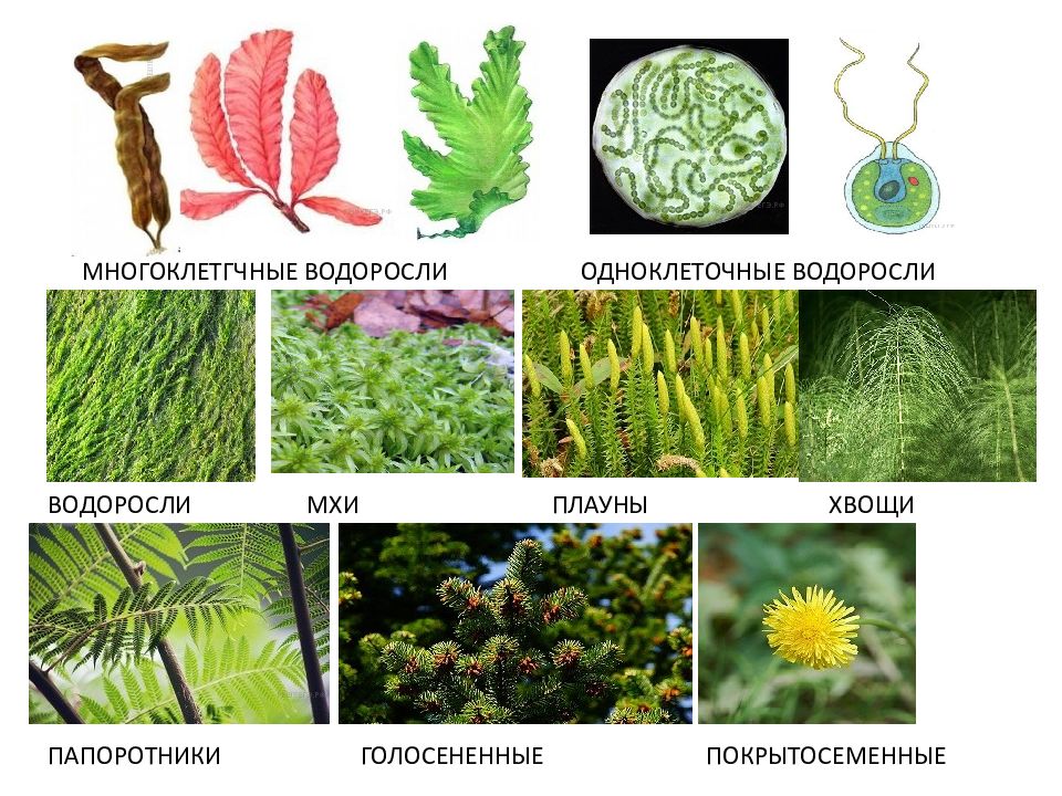 Водоросли цветковые растения. Таблица водоросли хвощи плауны папоротники. Хвощи, мхи, водоросли, папоротники.. Водоросли папоротник. Хвощи водоросли лишайники Покрытосеменные.