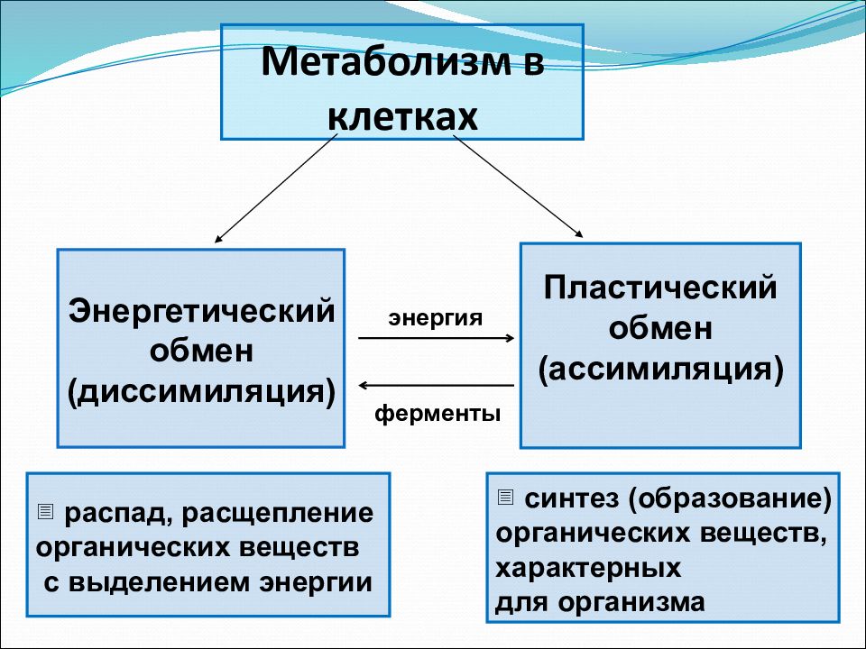 Пластический обмен биосинтез белков презентация