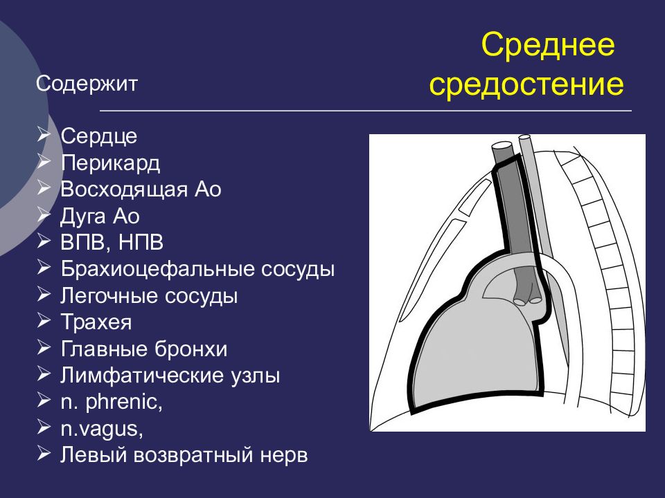 Органы средостения. Нижняя граница средостения. Содержимое переднего и заднего средостения. Средостение вид сбоку. Органы среднего средостения.