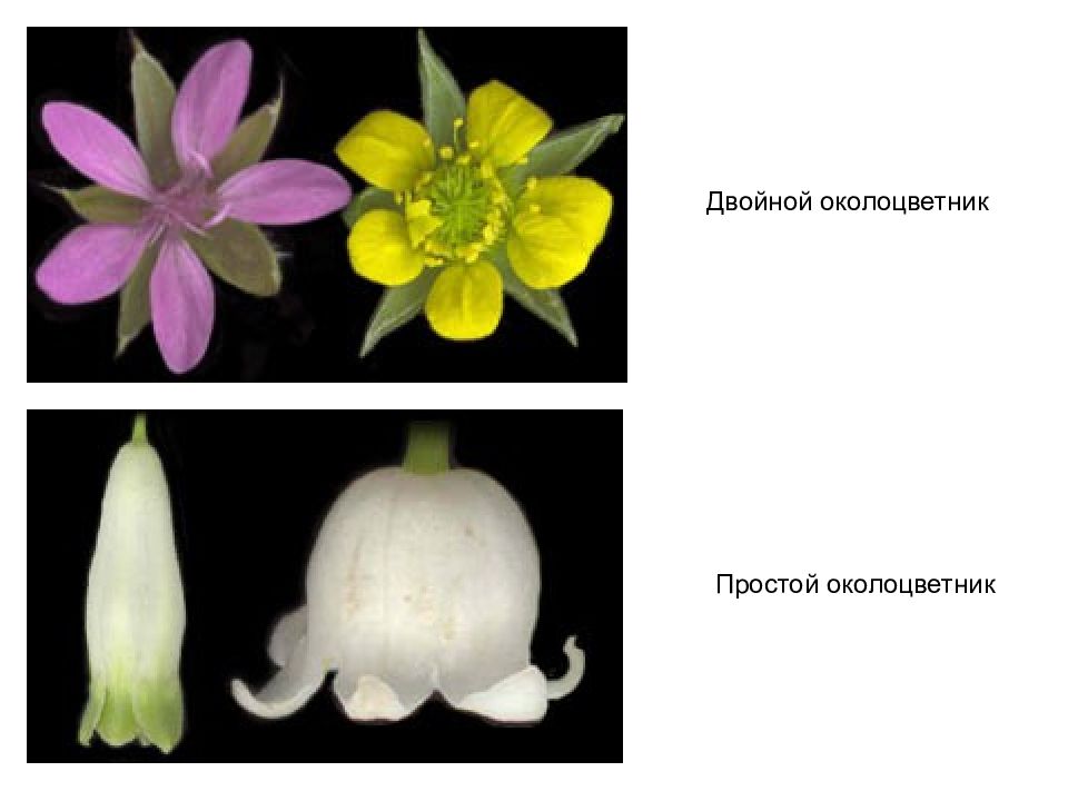 Простой венчиковидный околоцветник. Двойной околоцветник характерен для. Покрытосеменные околоцветник. Околоцветник простой и двойной. Околоцветник покрытосеменных растений.