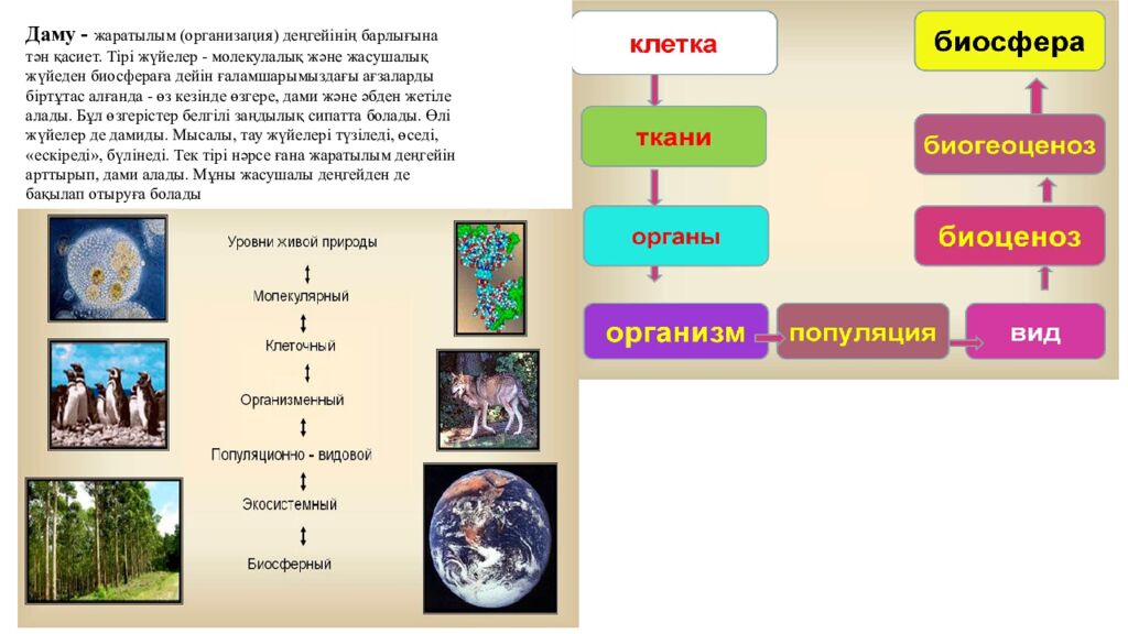 Сабақтың мақсаттары 5.4.2.2. Тірі ағзалардың құрылымдық деңгейлерін