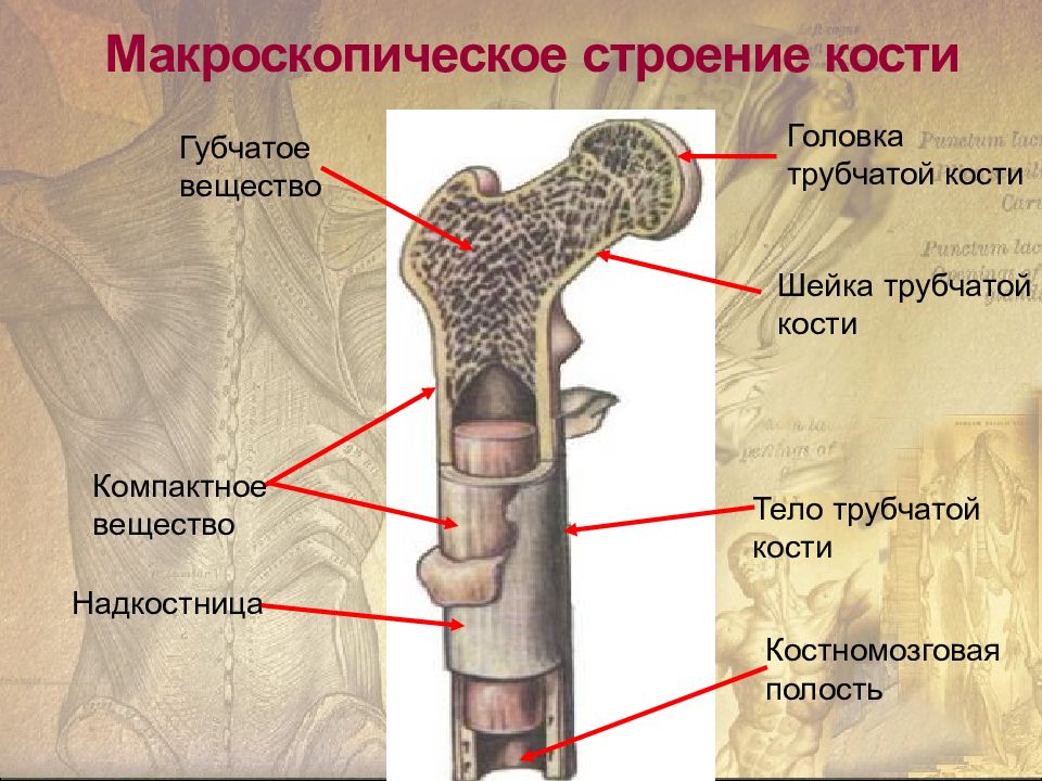 Рисунок компактное вещество кости