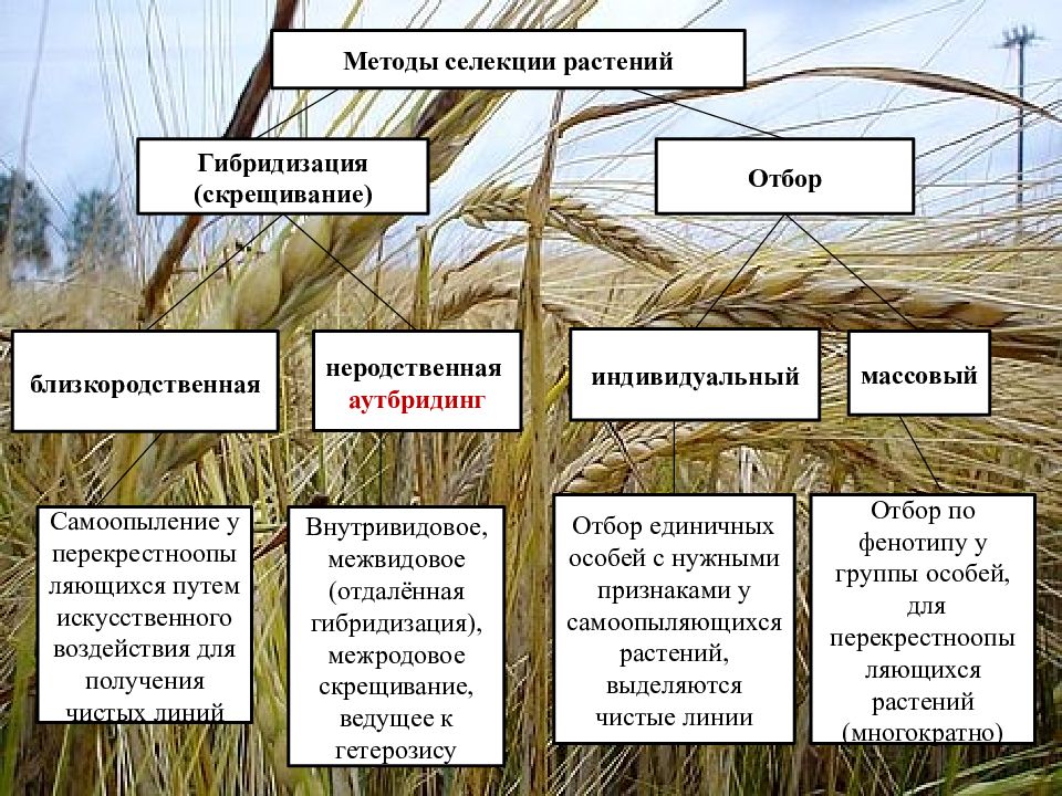 Презентация методы селекции растений и животных 9 класс