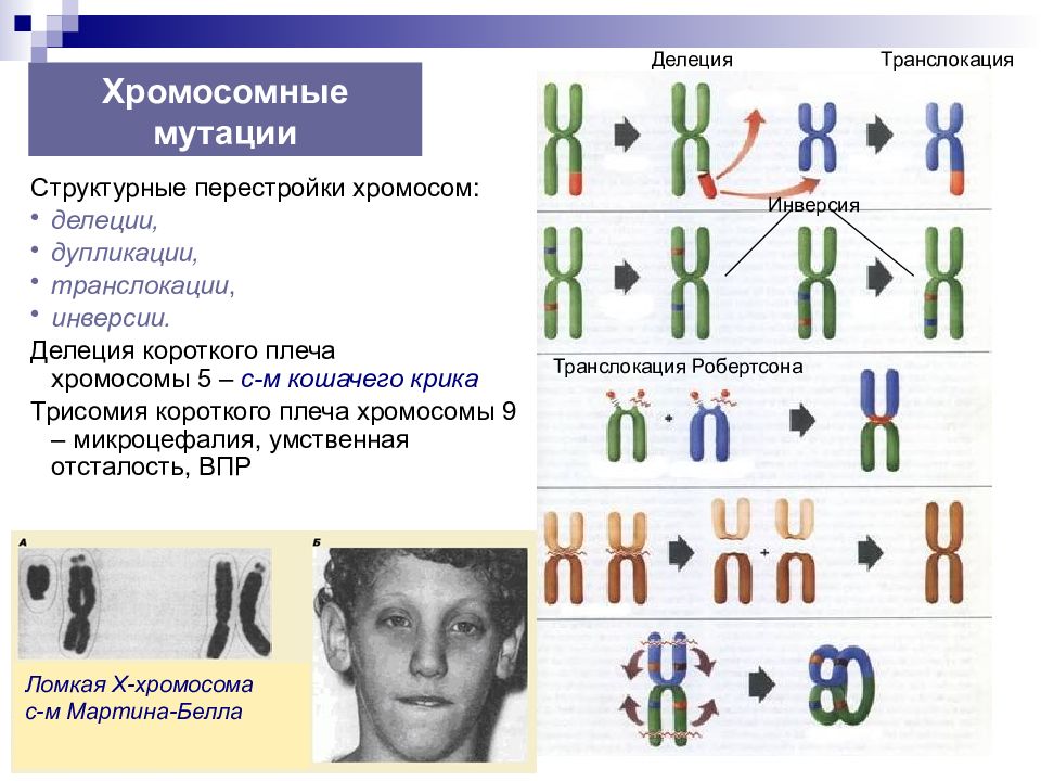 Хромосомные мутации презентация