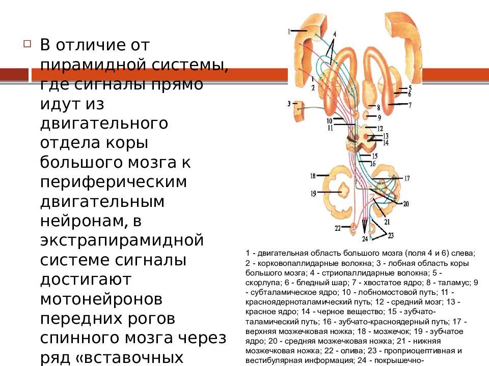 Пирамидный тонус