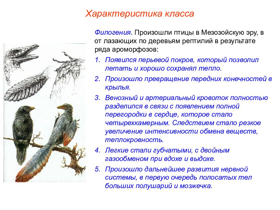 Презентация на тему общая характеристика птиц