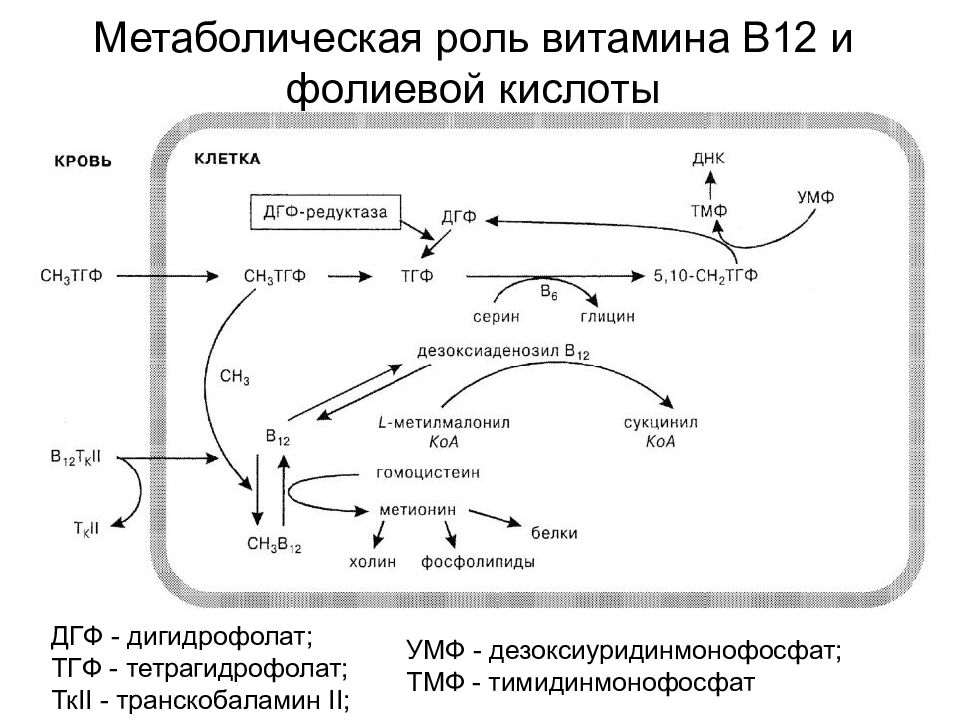 Фолиевый цикл. Механизм действия витамина b12 и фолиевой кислоты. Роль витамина в12 и фолиевой кислоты в гемопоэзе. Механизм действия в12 и фолиевой кислоты. Роль витамина в12 и фолиевой кислоты в эритропоэзе.