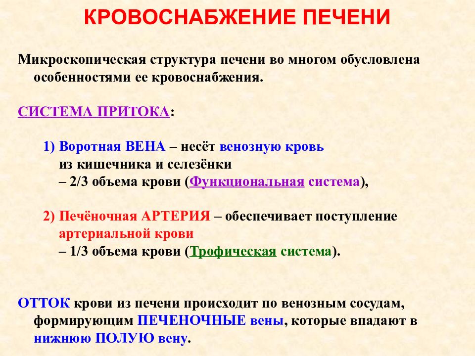 Кровоток печени схема