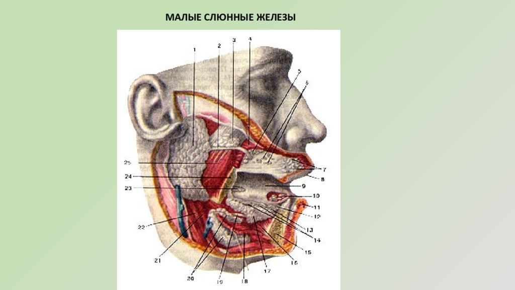 Малые железы. Маленькие слюнные железы. Слюнные железы насекомых. Малая слюнная железа неба.