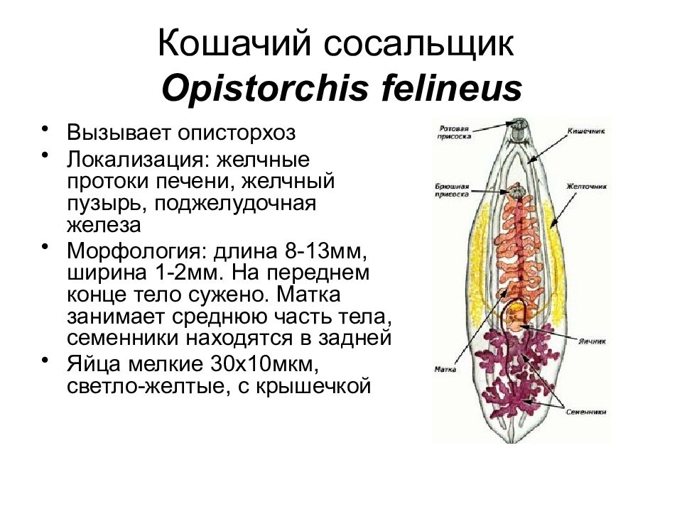 Морфология желез. Сосальщик поджелудочной железы морфология. Сосальщик поджелудочной железы морфология и жизненный цикл. Opistorchis felineus цикл развития. Гельминтология это наука.