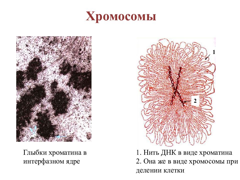 2 хроматина