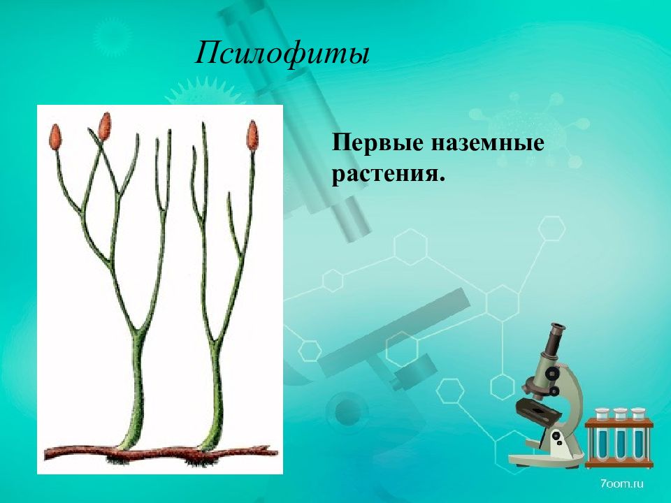 Псилофиты это. Растения псилофиты. Первые псилофиты. Псилофиты ЕГЭ. Псилофиты возникли от.