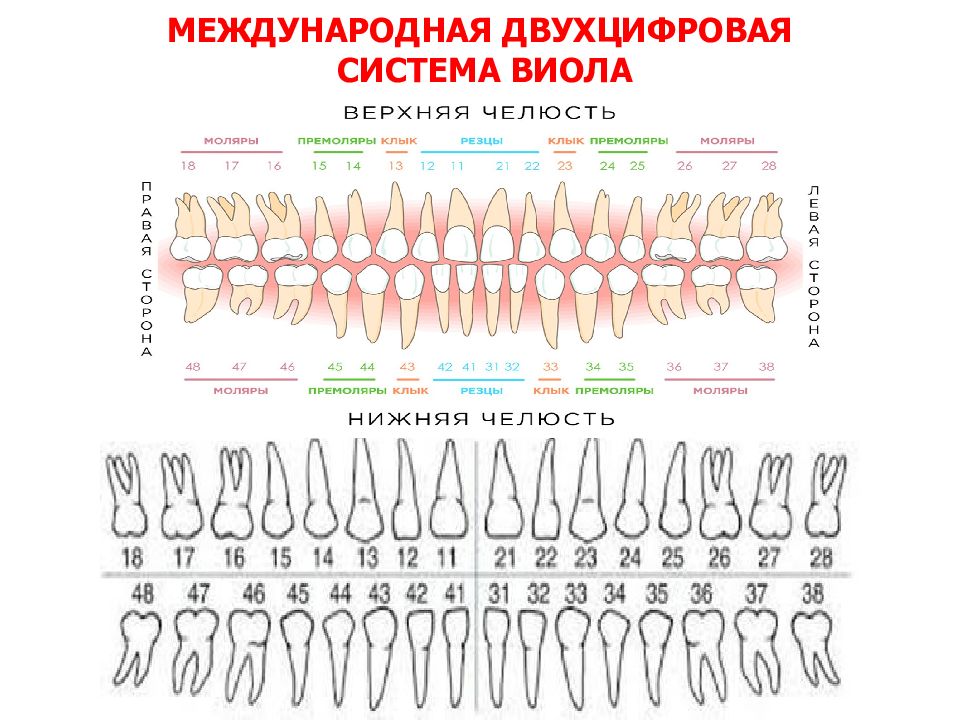 Формула зубов в стоматологии картинки