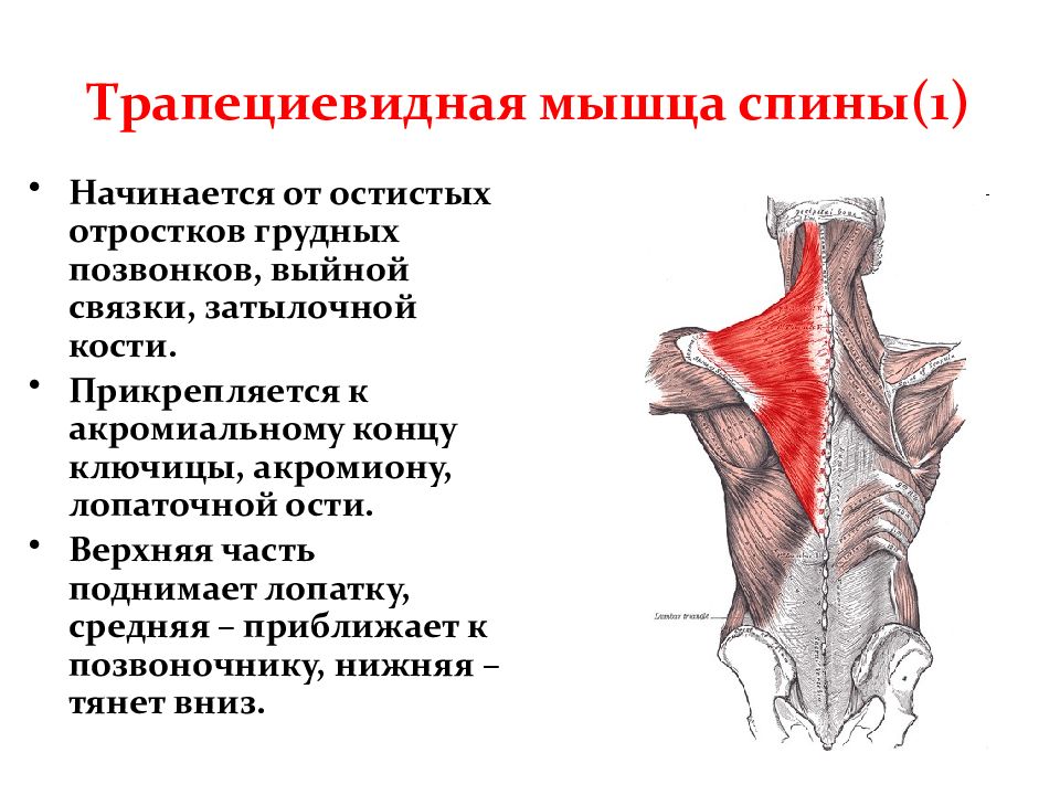 Верхняя трапециевидная. Широчайшая мышца крепление спереди. Трапециевидная мышца (m. Trapezius). Трапециевидная мышца верхняя часть функции.