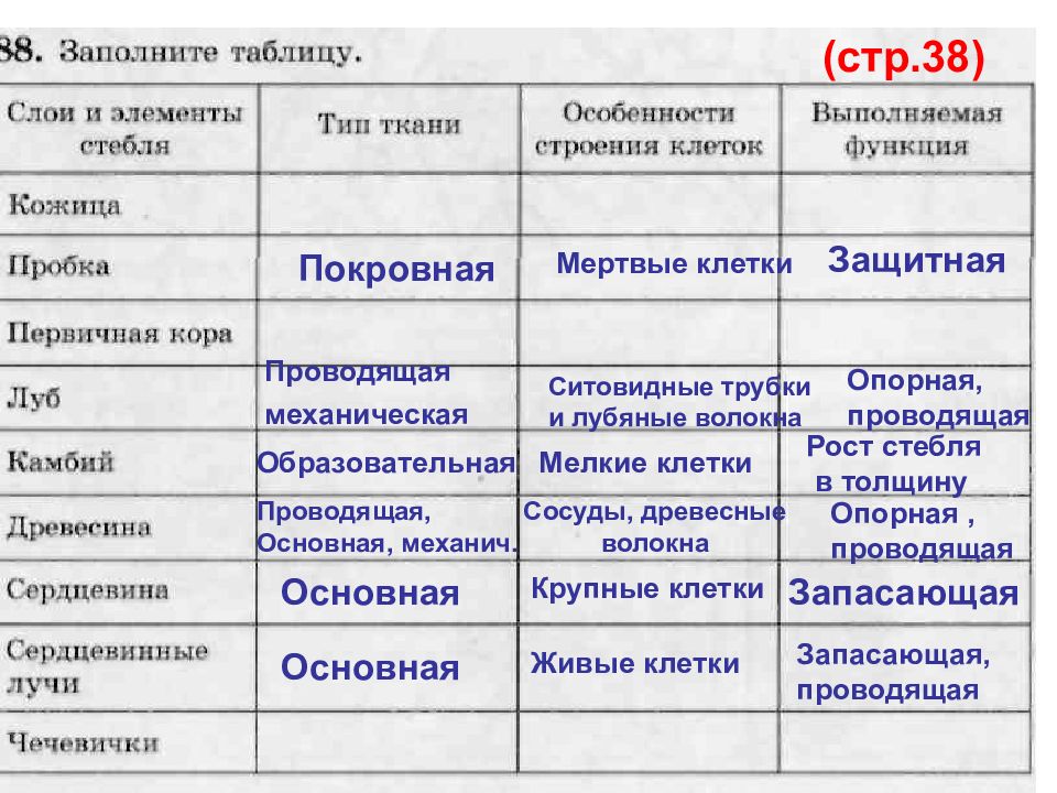 Таблица кожица пробка луб - TouristMaps.ru