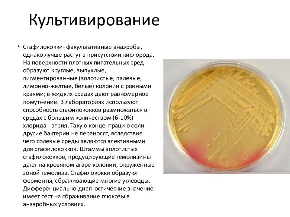 Staphylococcus aureus степени. Золотистый стафилококк на ЖСА. Желточно солевой агар микробиология. Стафилококк ауреус микробиология. Стафилококк ауреус на ЖСА.