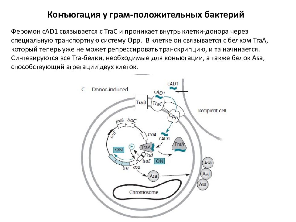 Перенос днк