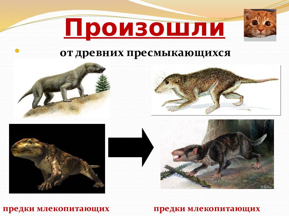 Обобщение по теме млекопитающие 7 класс презентация