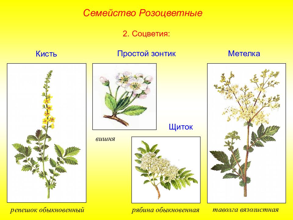 Семейство соцветие. Семейство Розоцветные Тип соцветия. Соцветие метелка Розоцветные. Соцветие двудольных розоцветных. Спирея соцветие щиток.